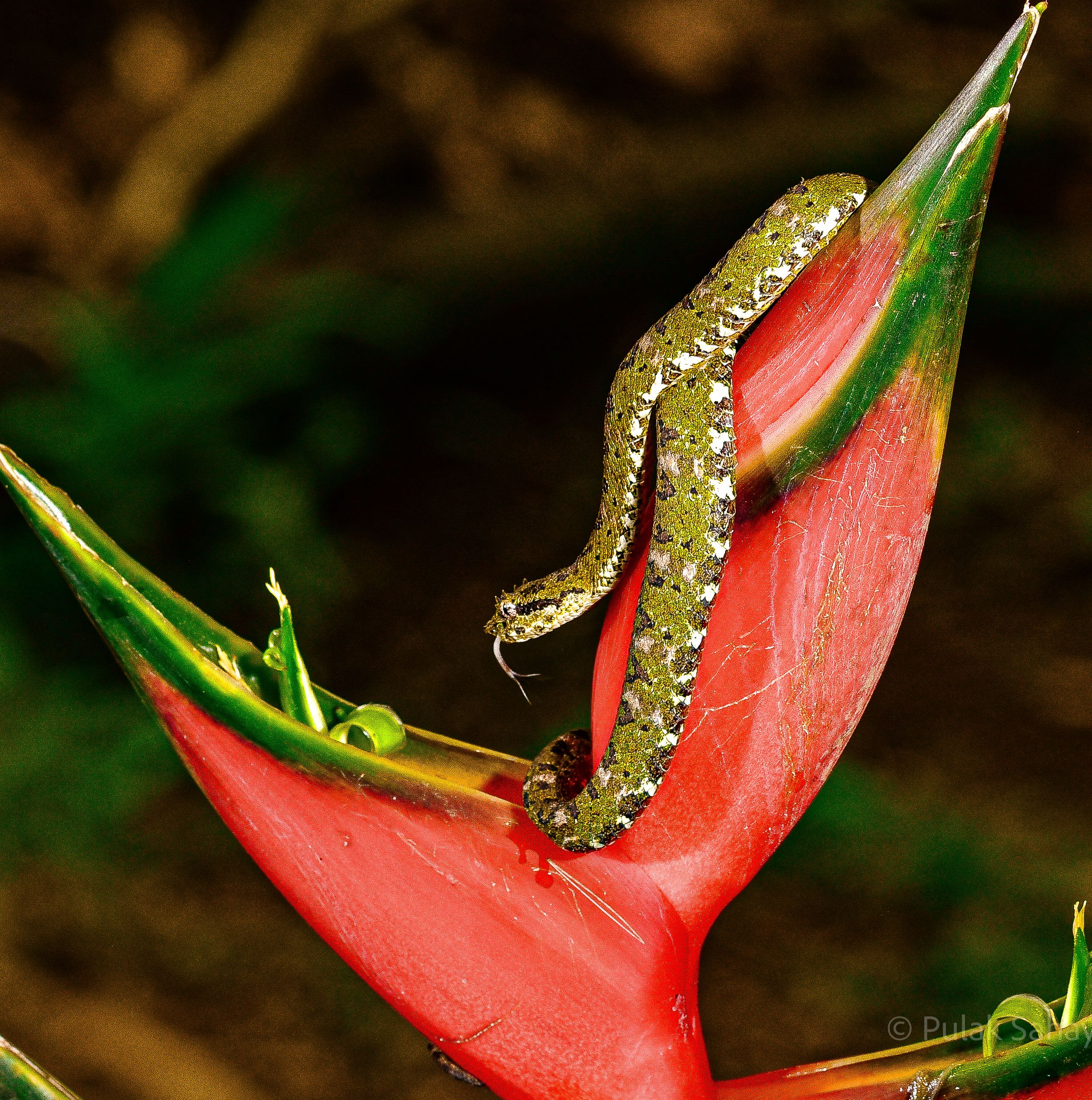 Forked tongue on flower